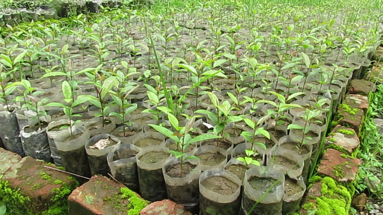 रतुवामाई वृक्षारोपण आयोजनाले निशुल्क टिक र मसलाका विरुवा वितरण गर्दै