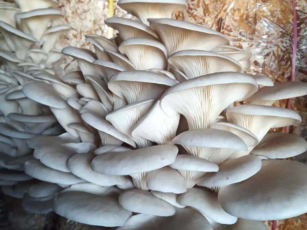 ‘लकडाउन’का कारण झापामा दुई करोड मुल्य बराबरको च्याउमा क्षति