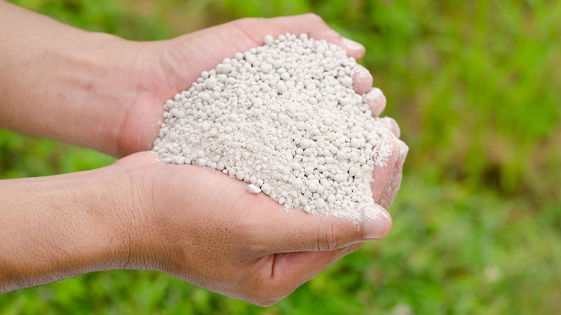 झापामा मलको अभाव, उत्पादन घट्न सक्ने भन्दै किसान चिन्तित