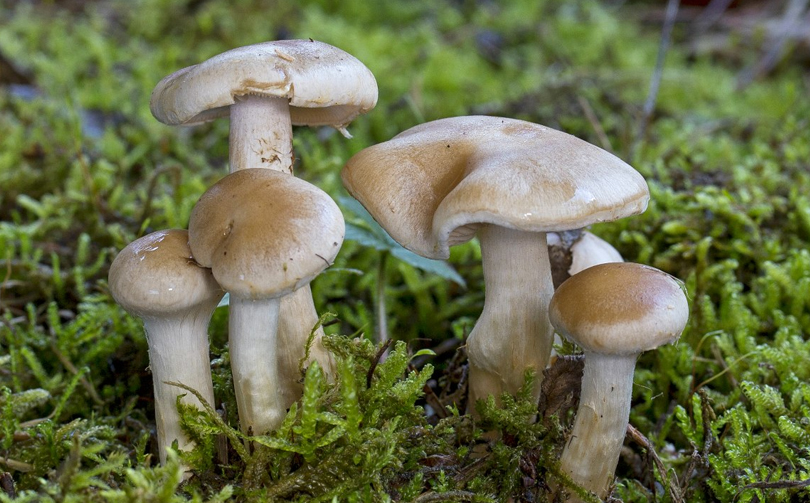 जङ्गली च्याउ खाँदा ३ जनाको मृत्यु, १६ जना बिरामी