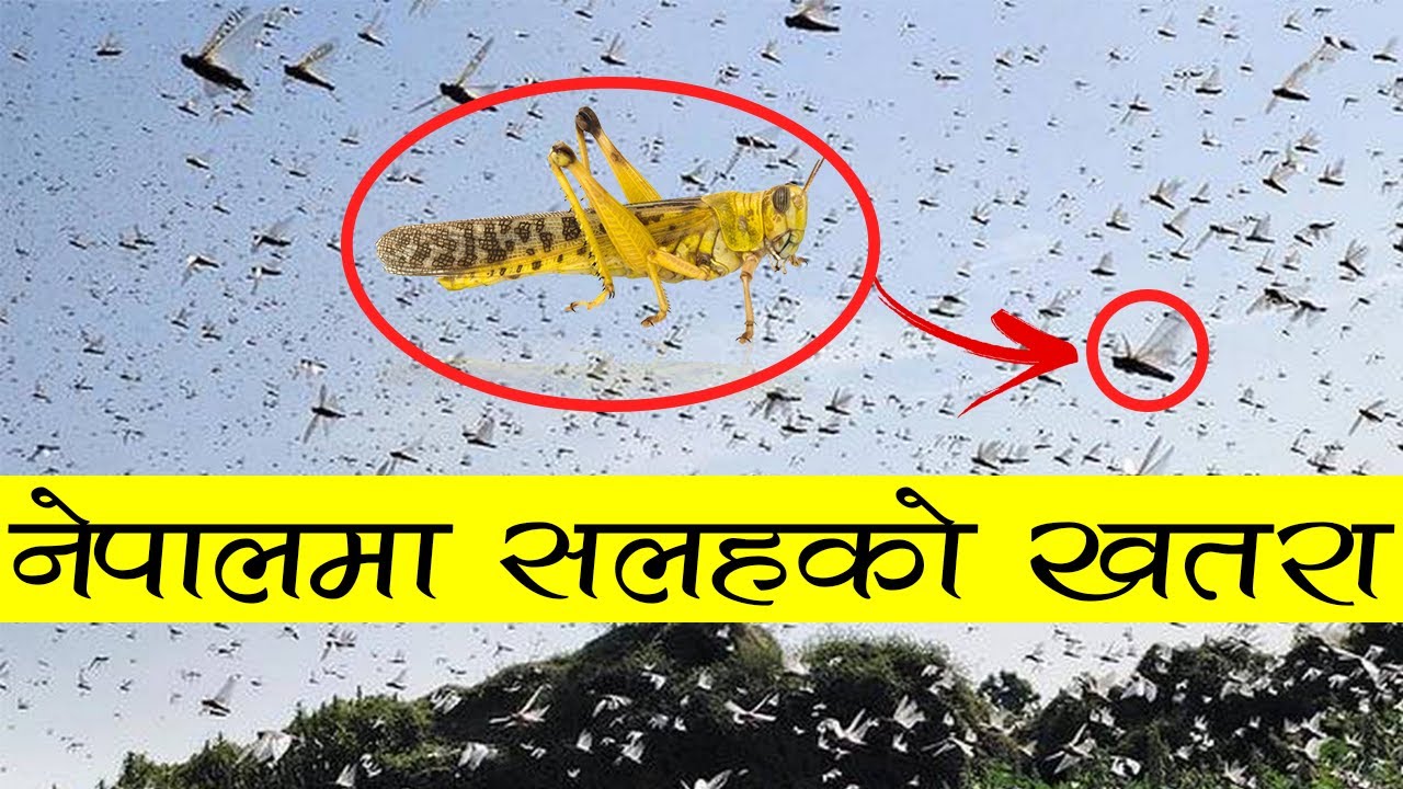 सलह किरा र नेपालमा नियन्त्रणको प्रयास