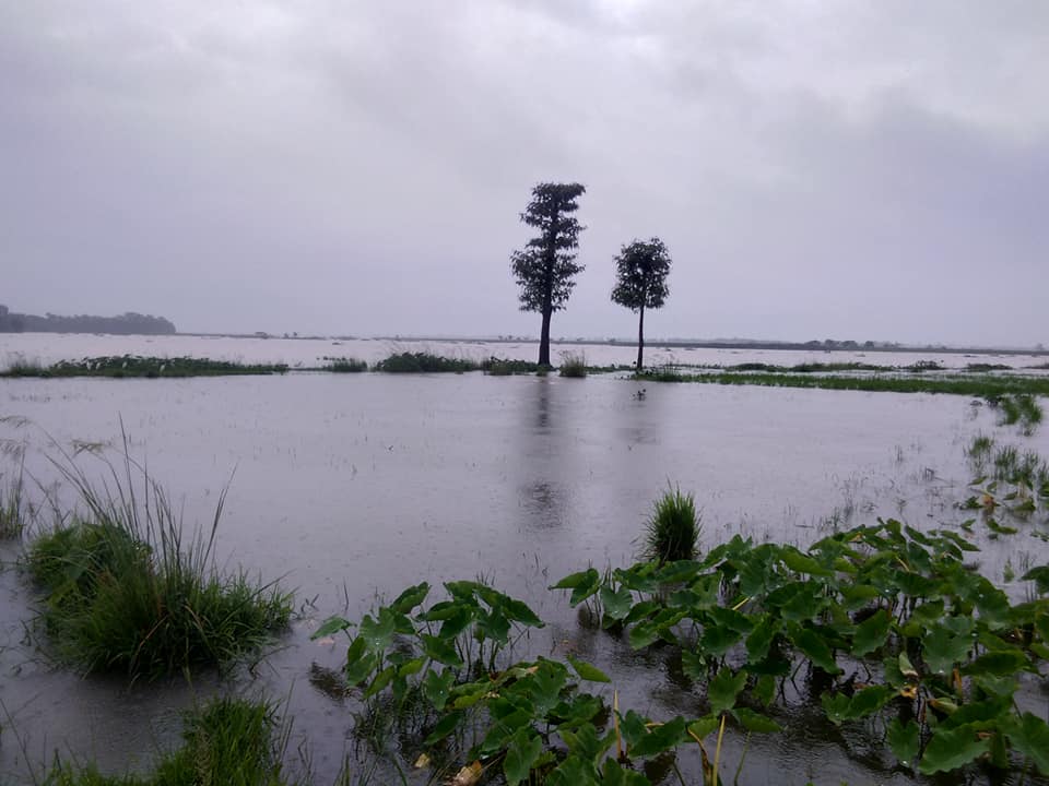 अविरल वर्षाका कारण पूर्वी तराईमा डुबान सुरु