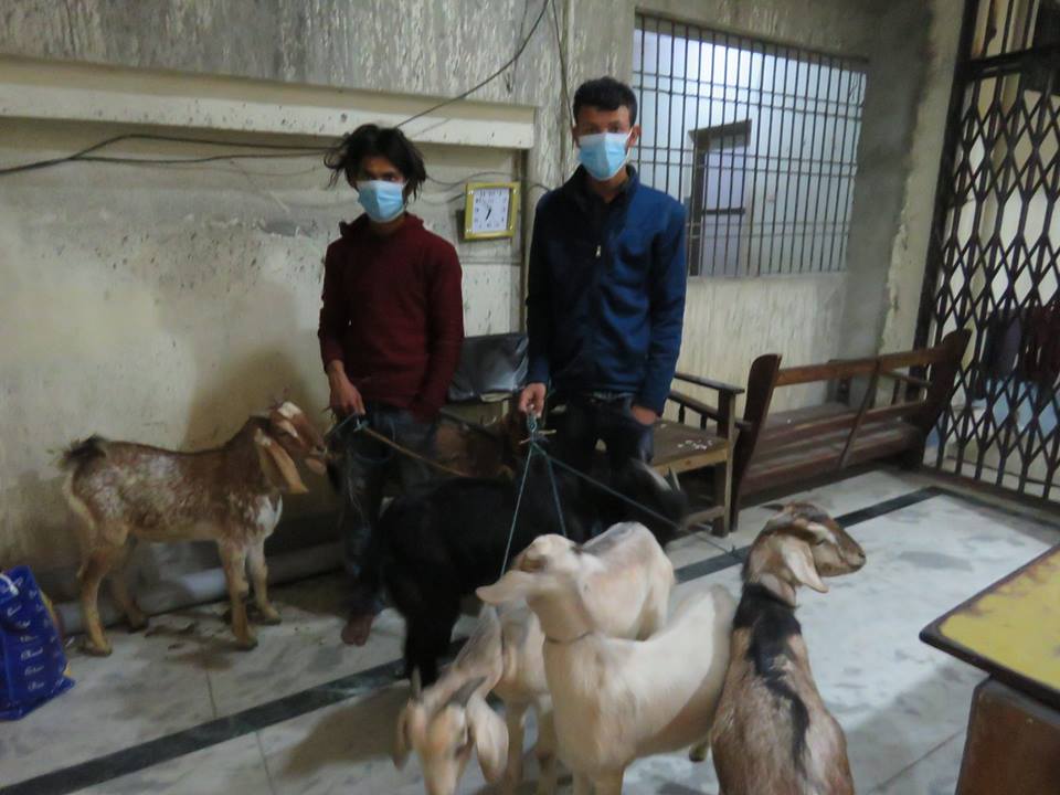 चरनबाट खसी चोर्ने चार युवा धरानबाट पक्राउ