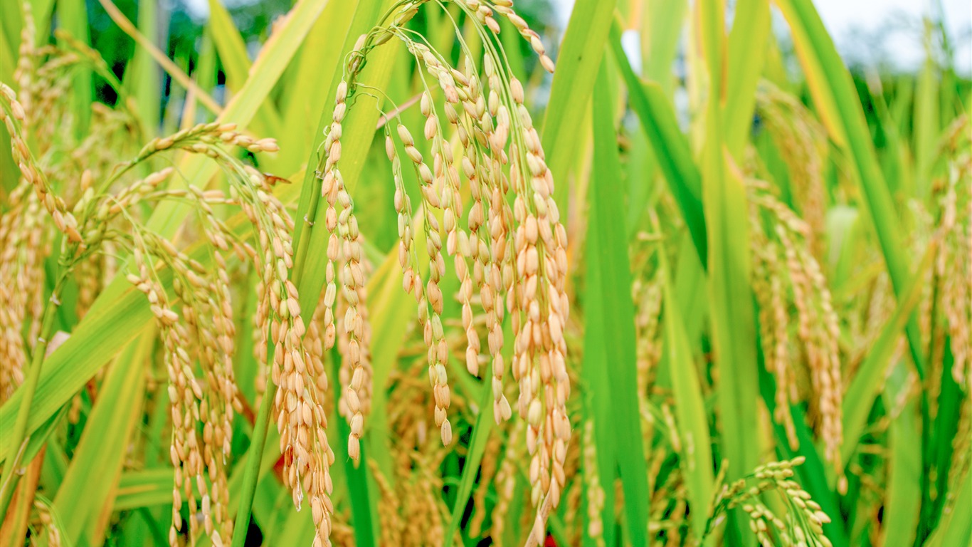 बर्षातले अगुवा धानबालीमा क्षति