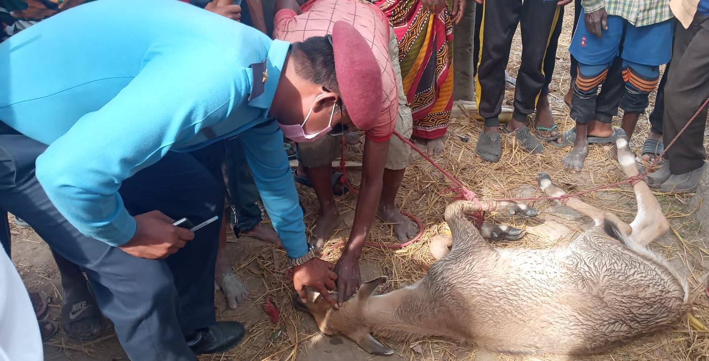 स्थानियले नियन्त्रणमा लिएको हरिणलाई प्रहरीले बन कार्यालयमा बुझायो