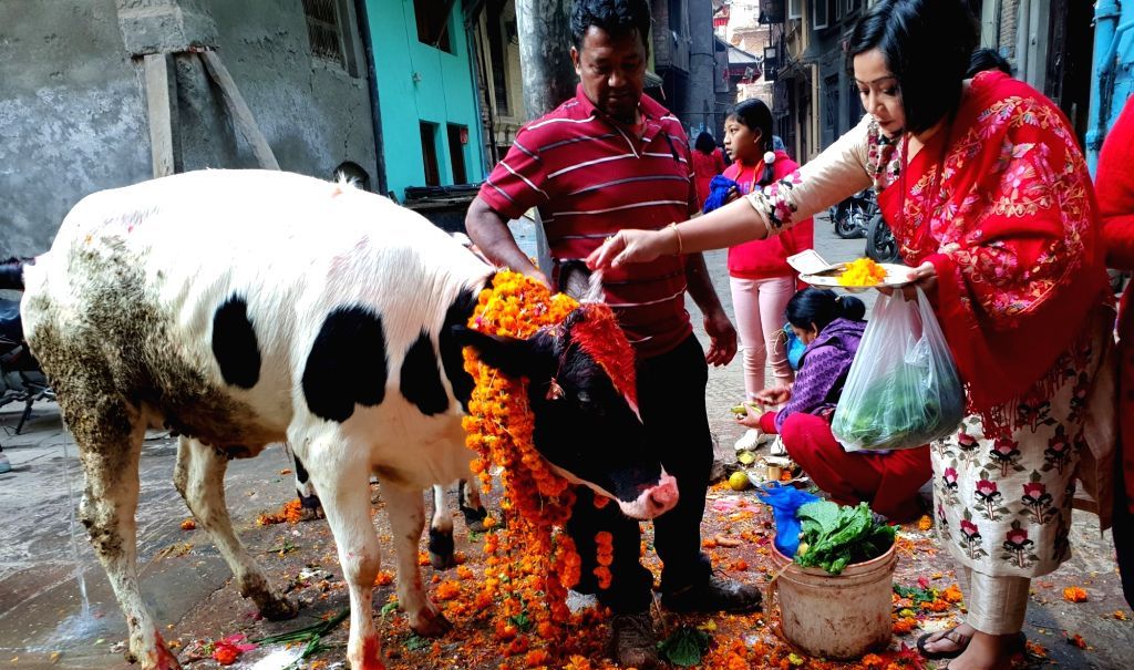 आज यमपंञ्चकको चौथो दिनः गाई, गोरु र हलीको पूजा गरी मनाइँदै