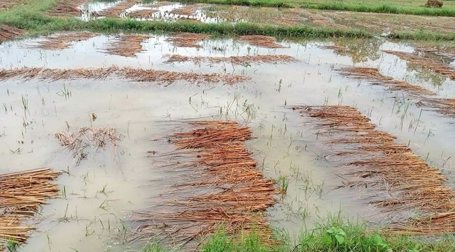 बेमौसमी बर्षाका कारण पाकेको धान खेतमै डुब्यो, किसान निराश