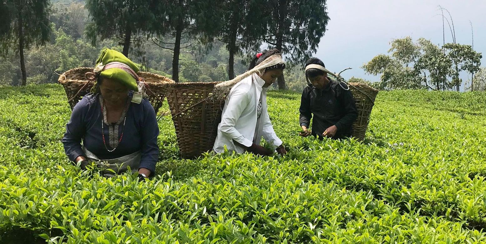 इलामका चिया कृषकहरु मलको अभाव झेल्दै, मूल्यको पनि उस्तै समस्या