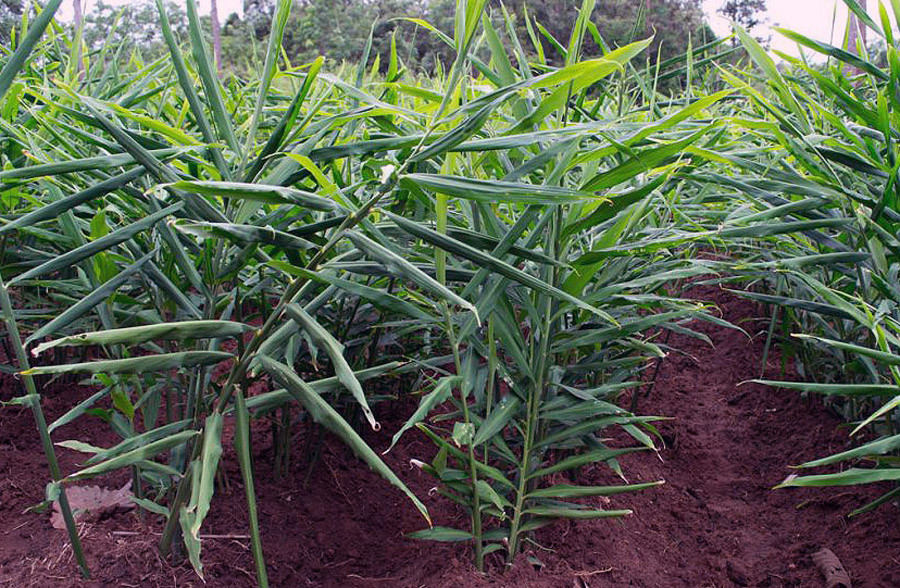 इलाममा रोगको कारण अदुवा उत्पादनमा कमि आएपछि किसान चिन्तित