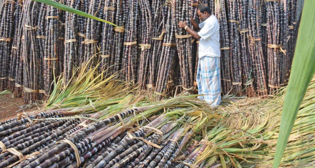 सरकारले तोक्यो उखुको मूल्य, प्रतिक्विन्टल ६३५ रुपैयाँ निर्धारण