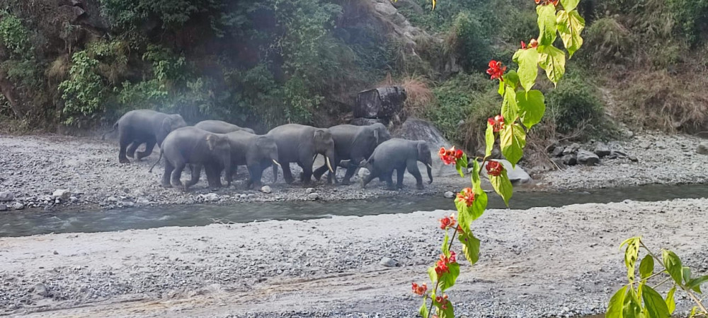 जंगली हात्तीको आतंक रोक्न दीर्घकालीन समाधानको पहल
