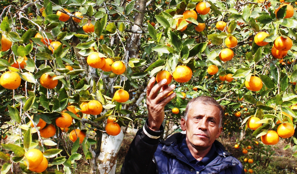 इलामको एकै किसानले १० लाखको सुन्तला बेचे