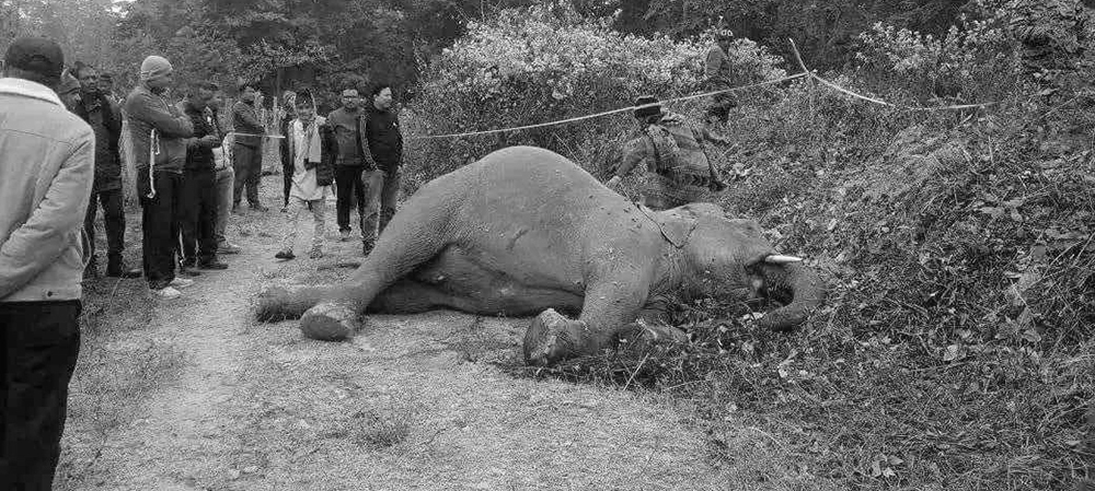 मोरङमा जंगली हात्ती गोली हानी मारेको अवस्थामा मृत फेला