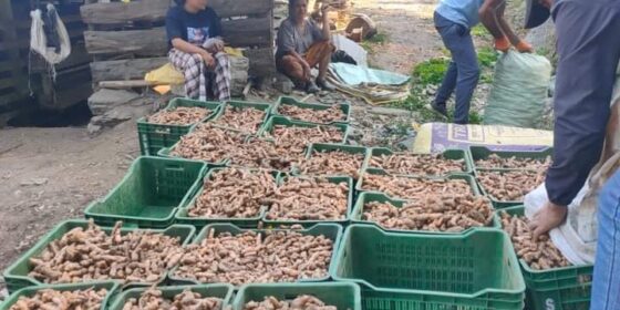 गुन्द्रुक र सिस्नोको ‘ब्रान्डिङ’ पछि बेसार प्रवद्र्धधनमा रोङ गाउँपालिका