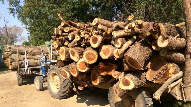 ताप्लेजुङ वन कार्यालयमा गोलिया सड्दै, सूचना प्रकाशन गरेपनि किन्ने आएनन्