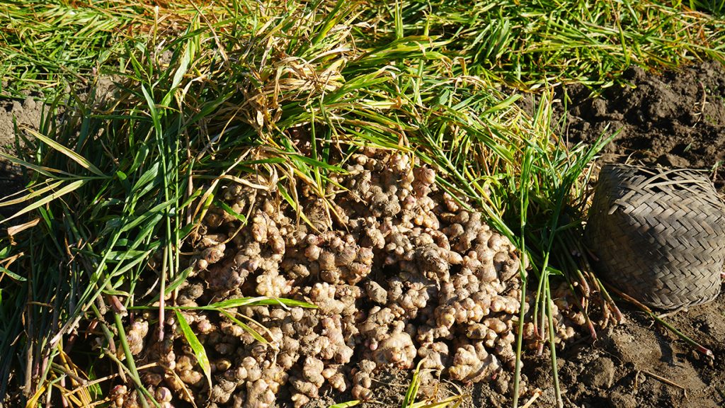 अदुवा खेतीले इलामका किसानको जीवनस्तरमा परिवर्तन ल्याउँदै