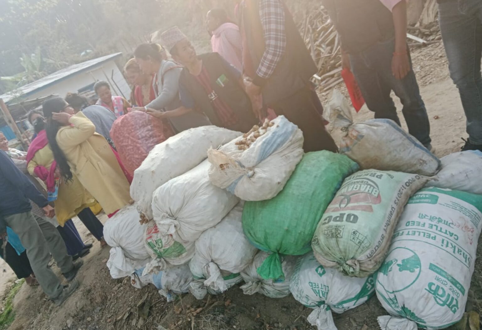 माङसेबुङ गाउँपालिका–१ ले गर्यो बेसार प्रर्वधन शुरू