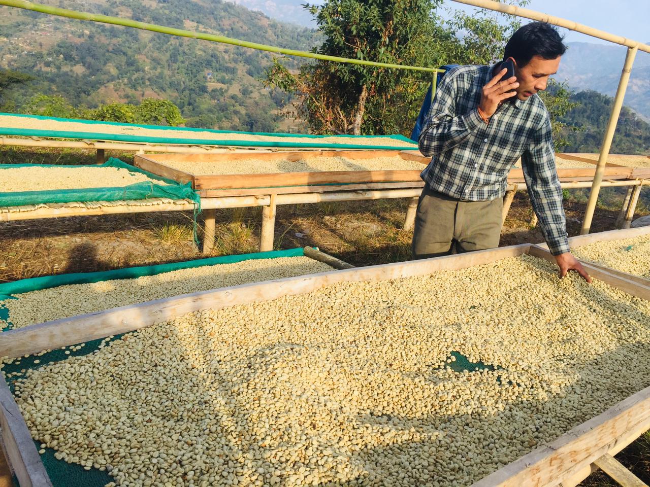 व्यावसायिक कफी खेती गर्दै माङसेबुङका याम कार्की