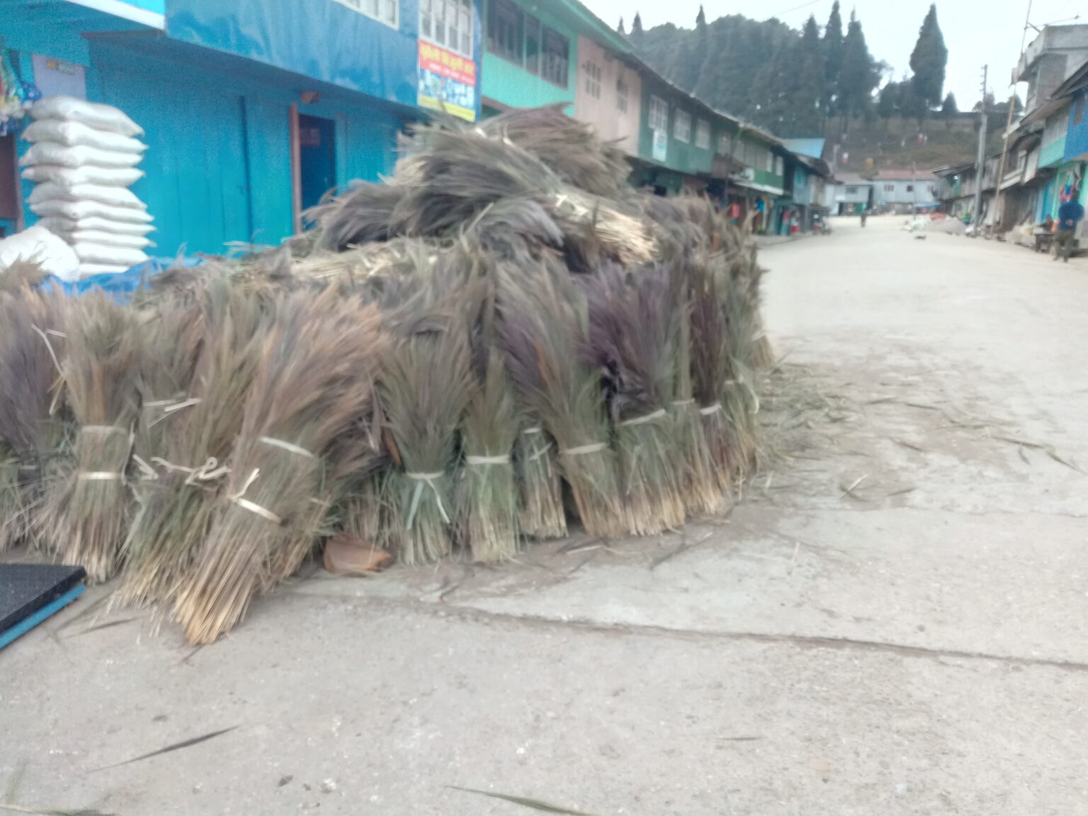 कुचोको मूल्य घटेपछि इलामका अम्रिसो किसान समस्यामा