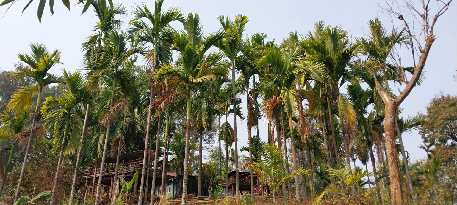 इलामका किसान व्यावसायिक सुपारी खेतीमा रमाउँदै