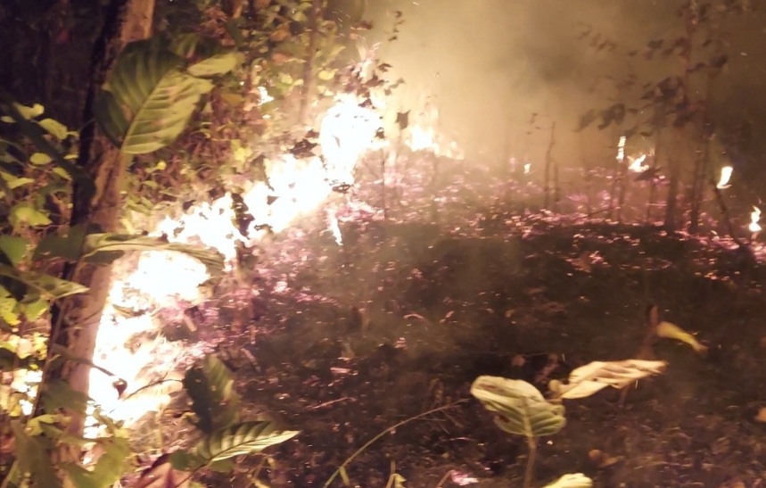 शान्ति सामुदायिक वनमा भीषण डडेलो