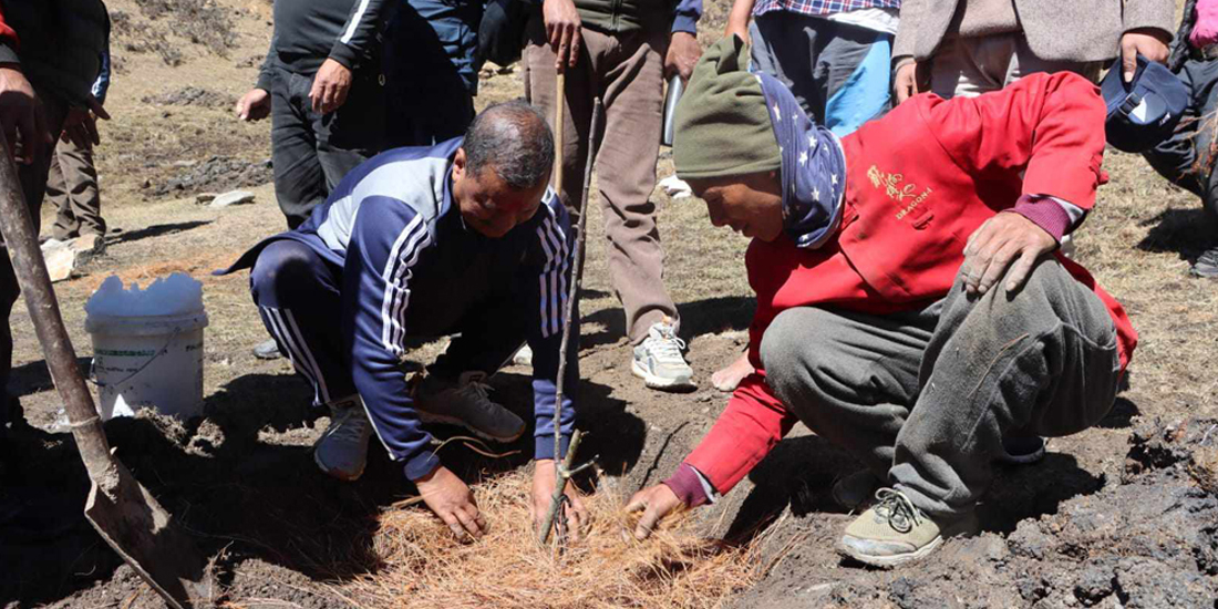 पार्टीलाई आत्मनिर्भर बनाउन विप्लवले जुम्लामा थाले स्याउ खेती