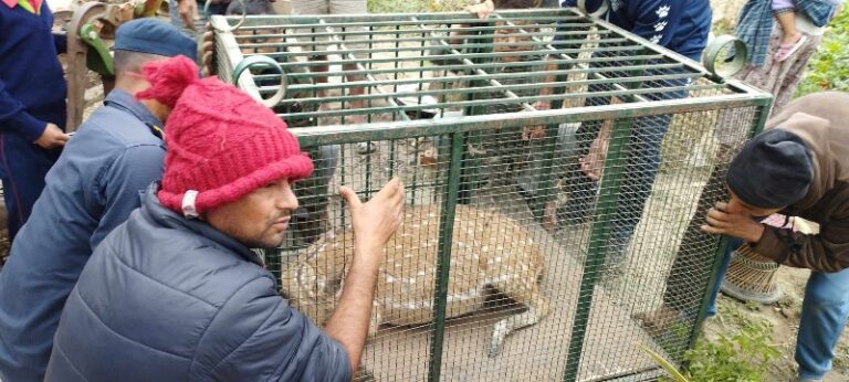 झापामा दुर्लभ पोथी चित्तल फेला