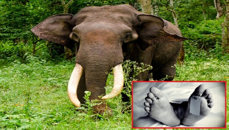 कमलमा हात्तीको आक्रमणबाट एक महिलाको मृत्यु