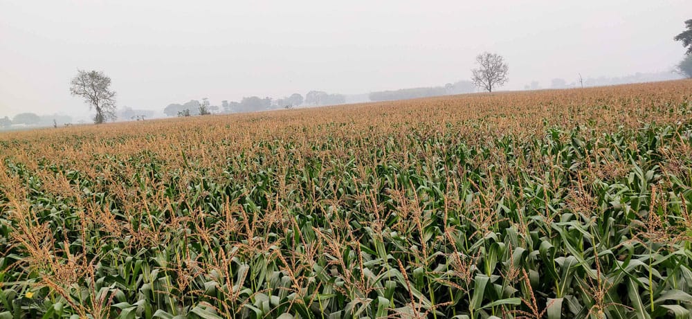 राम्रो आम्दानी हुन थालेपछि व्यावसायिक मकैखेतीमा आकर्षित हुँदै झापाका किसान