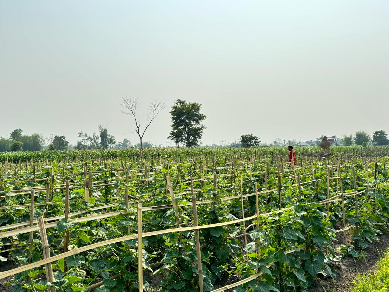 कृषि वस्तु आफै उत्पादन गरी नगरबासीको माग धान्ने कनकाई नगरको लक्ष्य