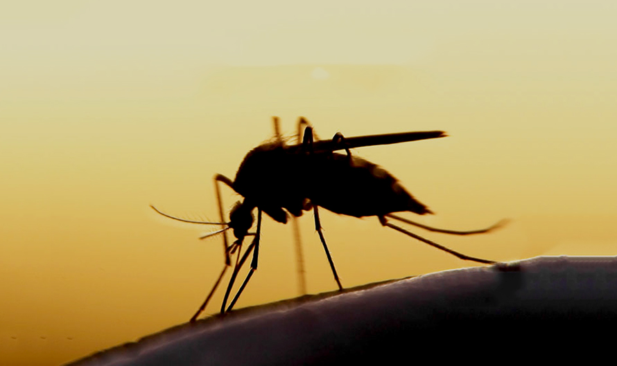 बिर्तामोडका १ जनामा कालाजार रोगको संक्रमण