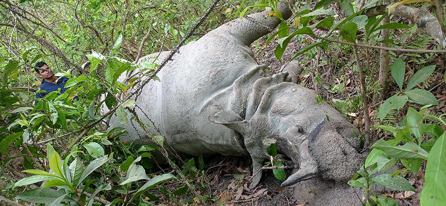 चितवनमा दुलर्भ एक सिंगे गैंडा र एक पाटे बाघ मृत फेला