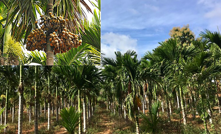 शिबसताक्षी नगरपालिका ६ वडा कार्यालयले कृषकहरुलाई सुपारी विरुवा बितरण गर्ने