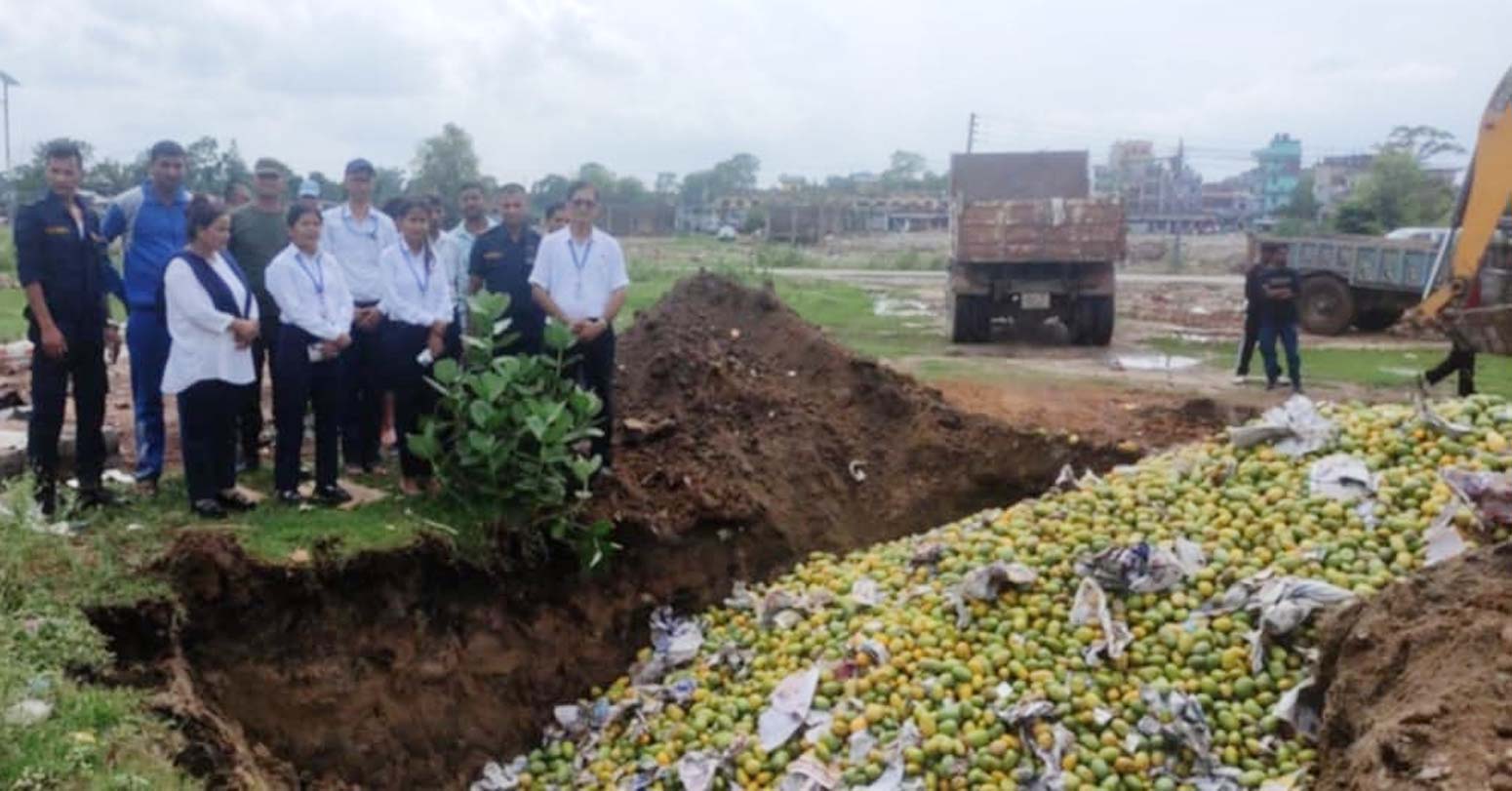 हानिकारक रसायन हालिएको आँप बरामत, ५७ क्विन्टल नष्ट गरियो
