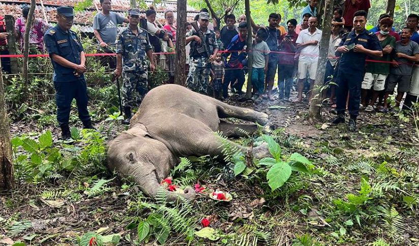 बेलबारीमा जंगली हात्तीको छावा मृत फेला