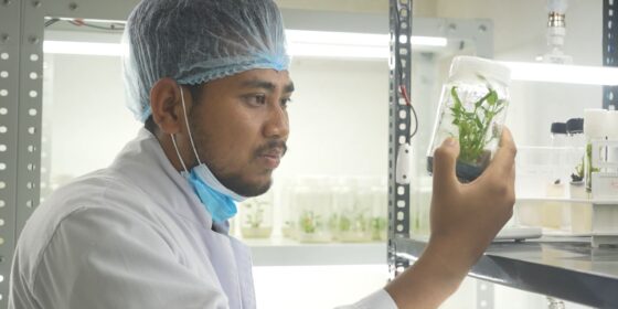 टिस्युकल्चर प्रविधिबाट अलैँचीको बिरुवा उत्पादन सुरु
