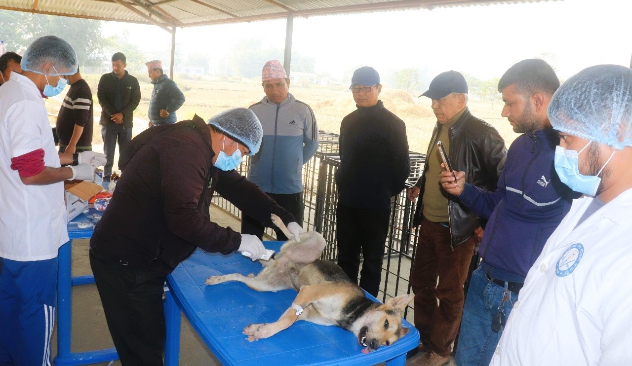 झापाको हल्दिबारीमा सामुदायिक कुकुरहरूको बन्धयाकरण शिविर सुरू