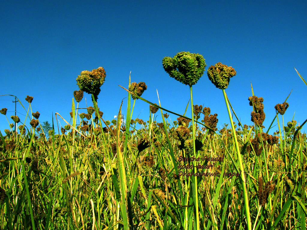 झापामा यसवर्ष नौ सय ३७ मेट्रिक टन कोदो उत्पादन