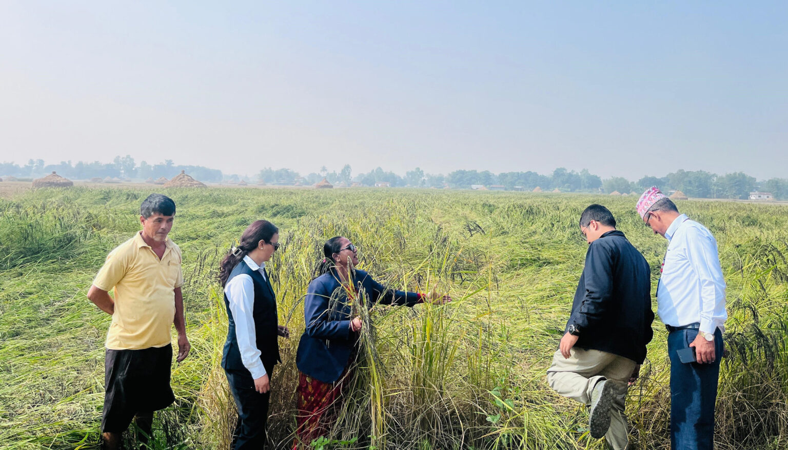 रैथाने धानको संरक्षण गर्न झापाको शिवसताक्षीमा नुनिया धान पकेट क्षेत्र घोषणा