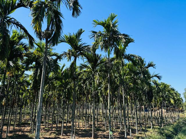 सुपारी बिक्रि नहुदा झापाका किसान चिन्तित