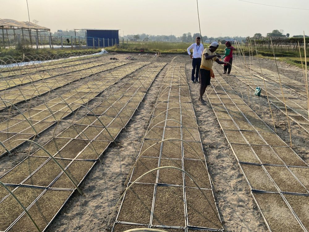 झापामा प्रविधिको प्रयोग गरेर चैते धान रोप्ने तयारी