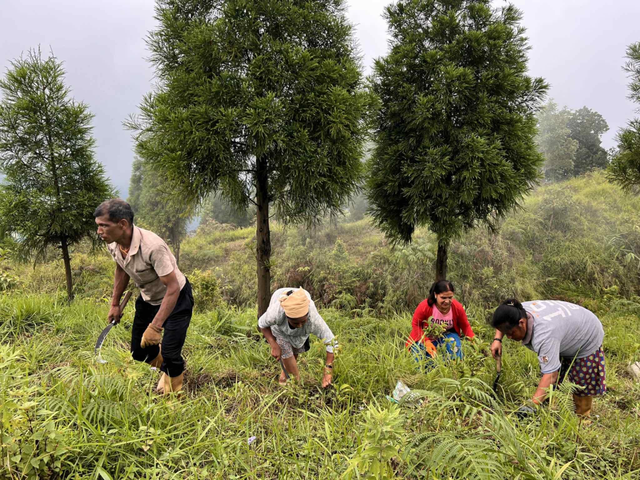 रोङको झण्डि डाँडामा गुरास, चिया, शिरीष फुल गोडमेल तथा वृक्षरोपण सम्पन्न