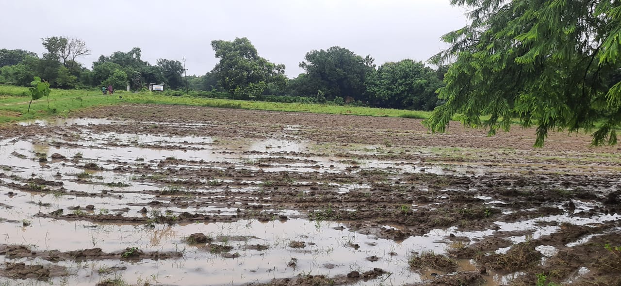 असारे खडेरीले रोपाई हुन सकेन, किसानहरु चिन्तित