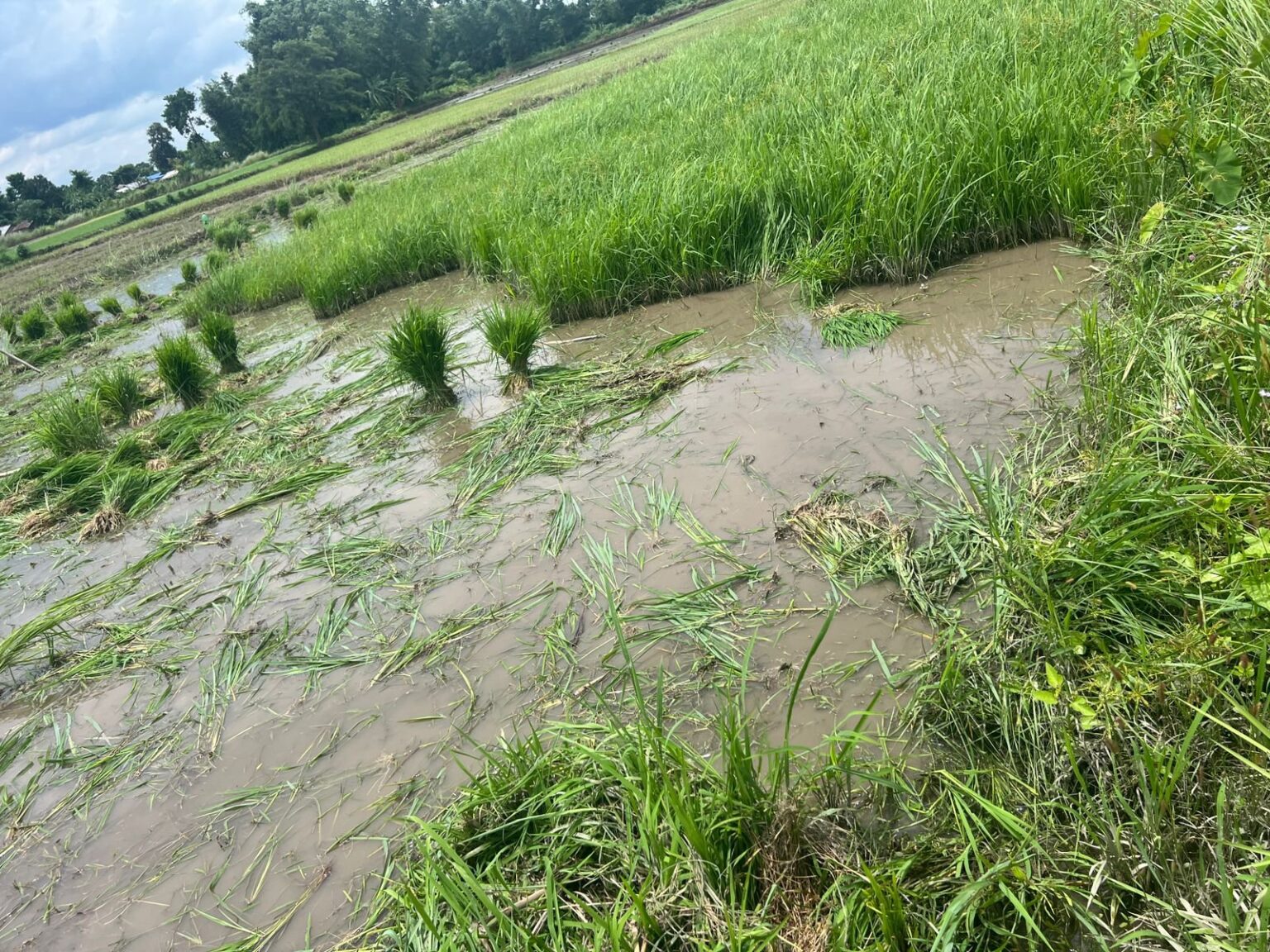 धानको बिउ उखाल्ने क्रममा झापामा गर्मीले एकको मृत्यु
