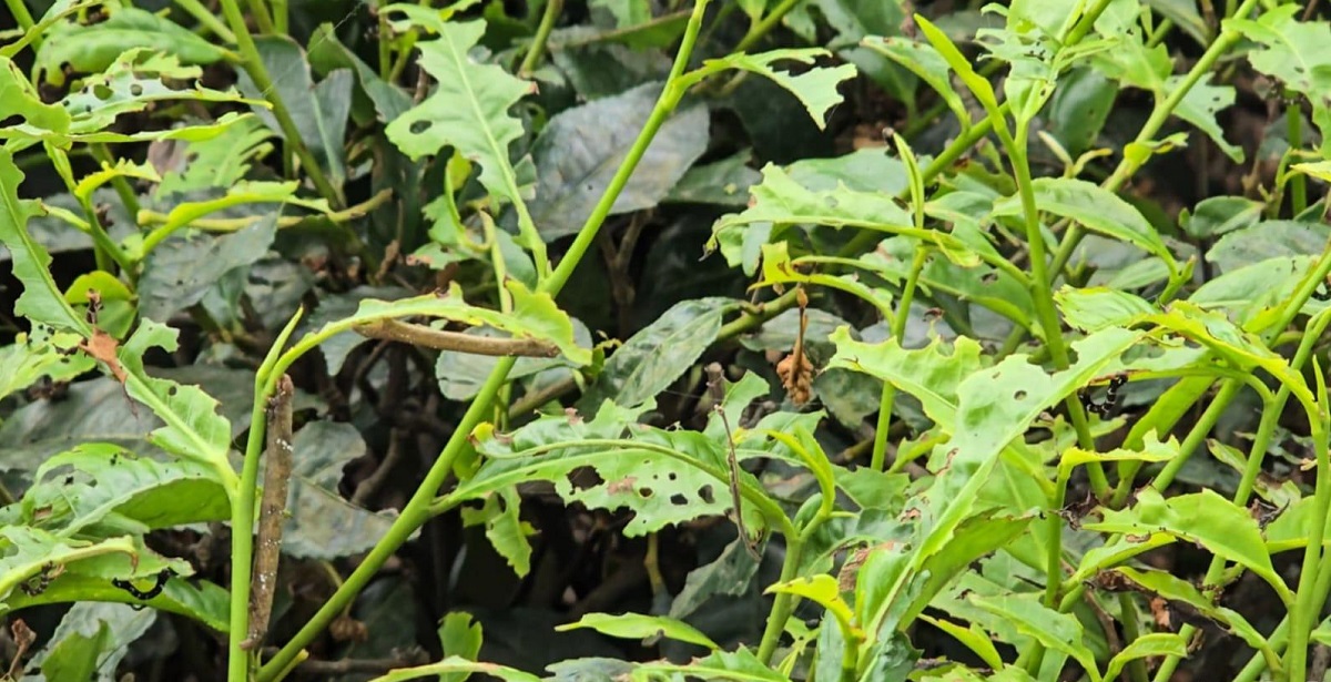 झापा हल्दिबारीको चिया बगानहरुमा ‘लुपर’ कीराको प्रकोप