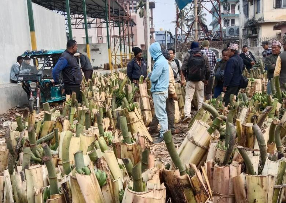 छठ पूजाका लागि बिर्तामोडको कृषि थोकबाट ३८ लाखको केरा बिक्री